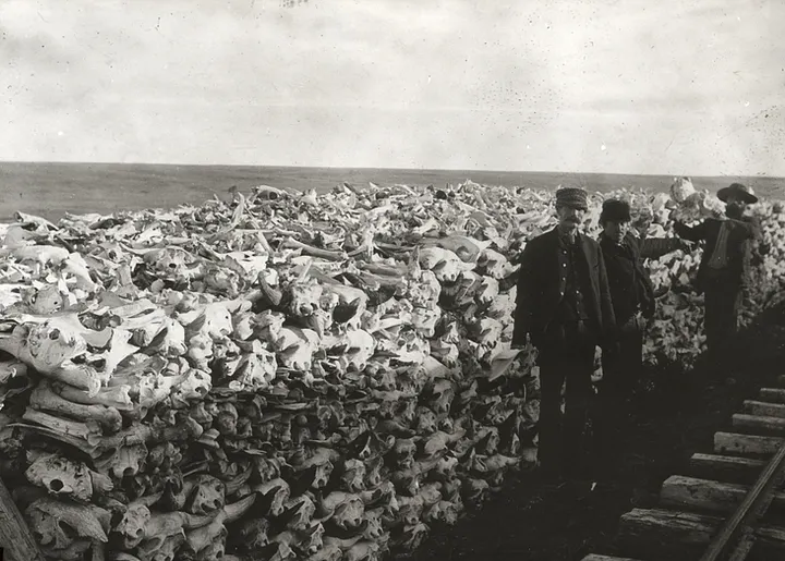 Stack of buffalo skulls at railway siding, Saskatchewan, ca. 1890