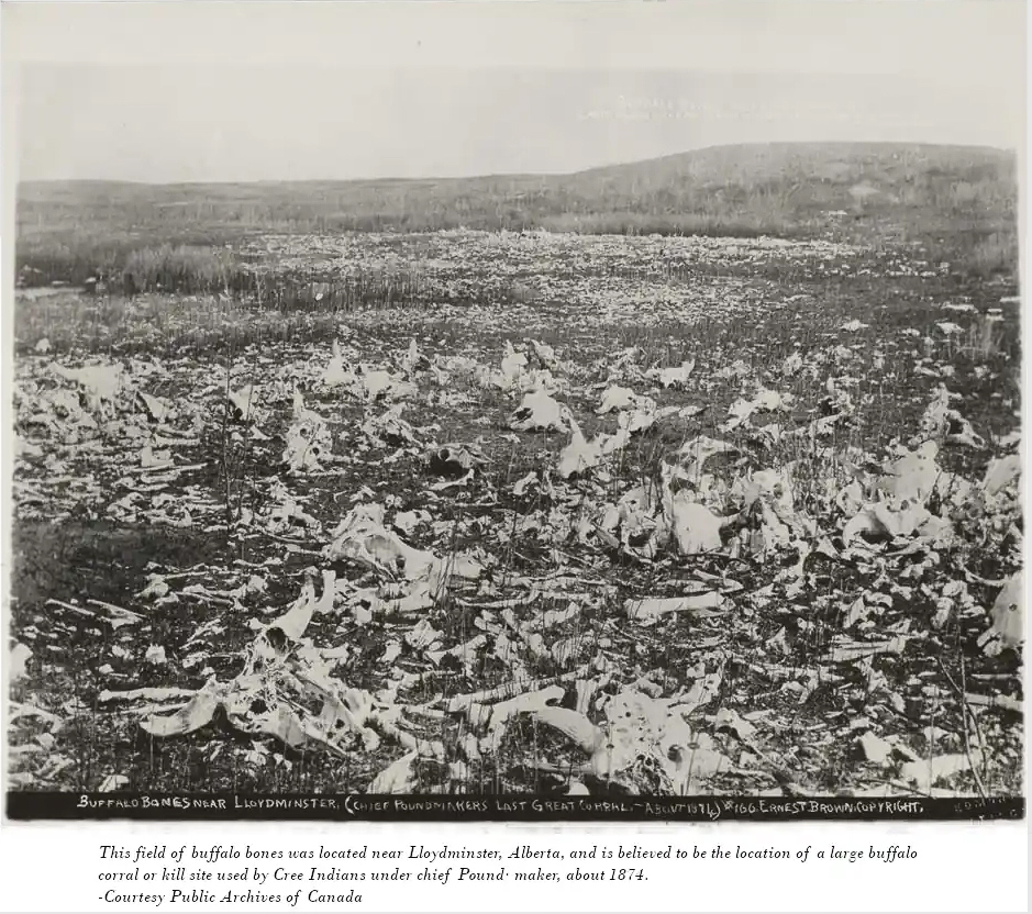 Field of buffalo bones near Lloydminster, Saskatchewan, at Chief Poundmaker's last great corral, ca. 1874