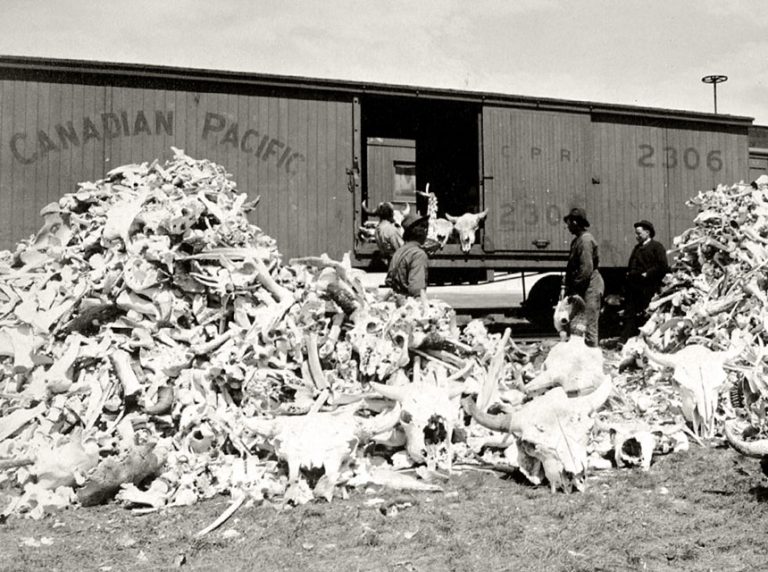 Canadian Pacific boxcar loaded with buffalo bones on the prairie