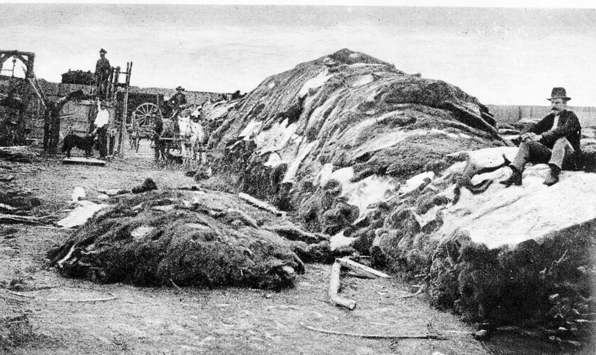 Rath & Wright's buffalo hide yard in 1878, showing 40,000 buffalo hides, Dodge City, Kansas