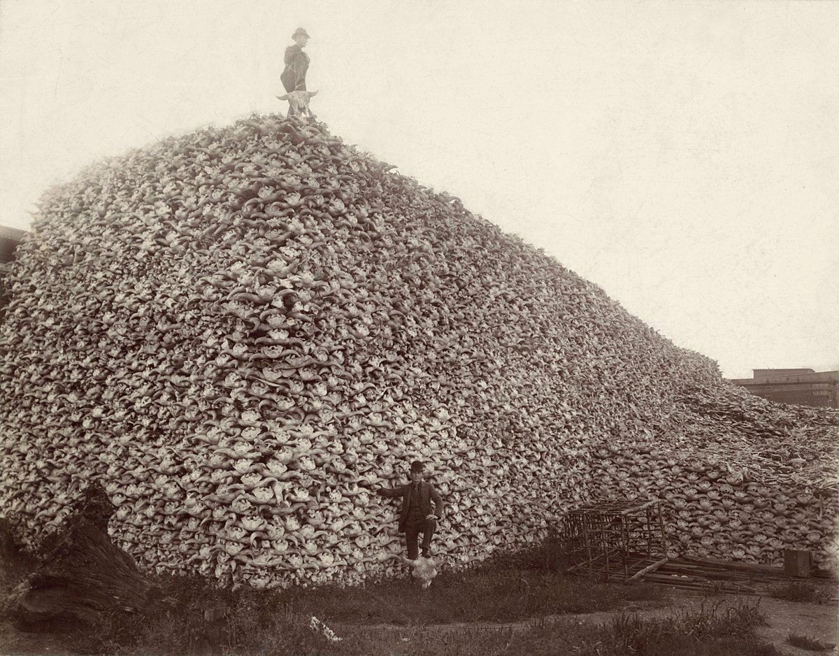 Pile of bison skulls from the 1870s