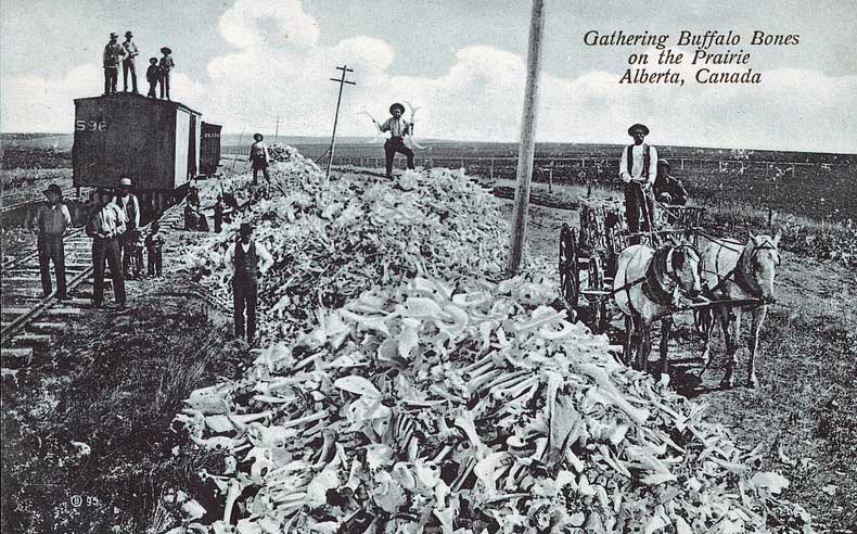 Gathering Buffalo Bones on the Prairie, Alberta, Canada