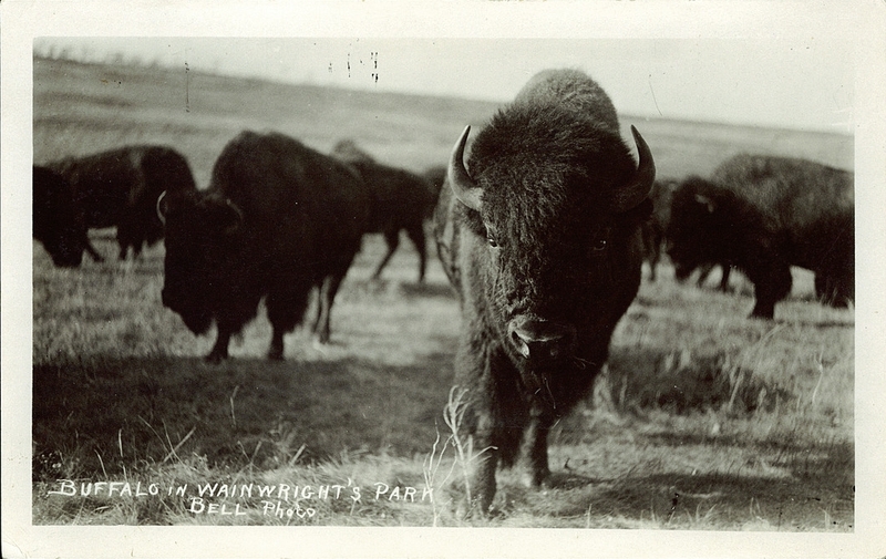 A herd of plains buffalo at Buffalo National Park, Wainwright, Alberta, early 1900s
